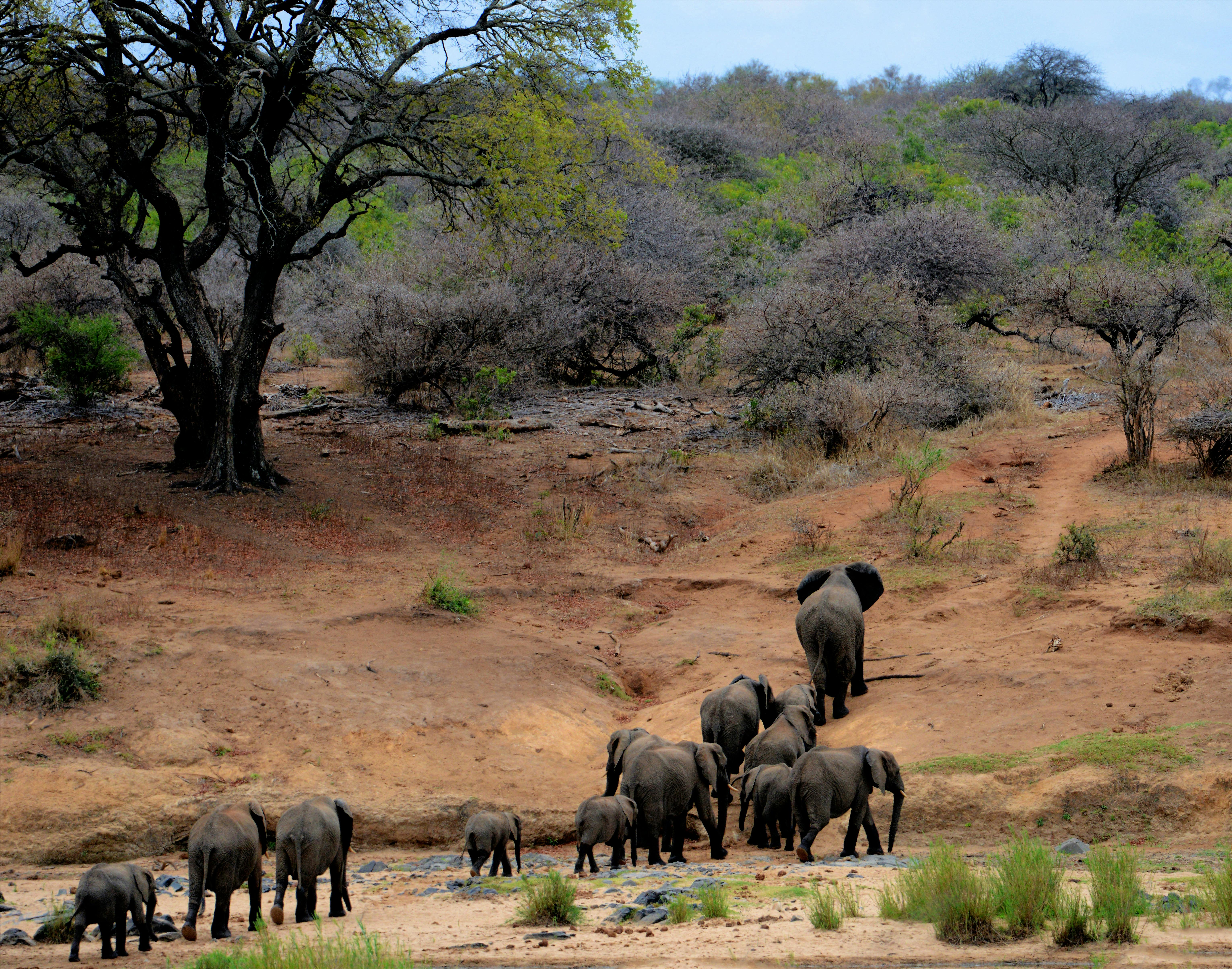 4 Day Kruger Adventure